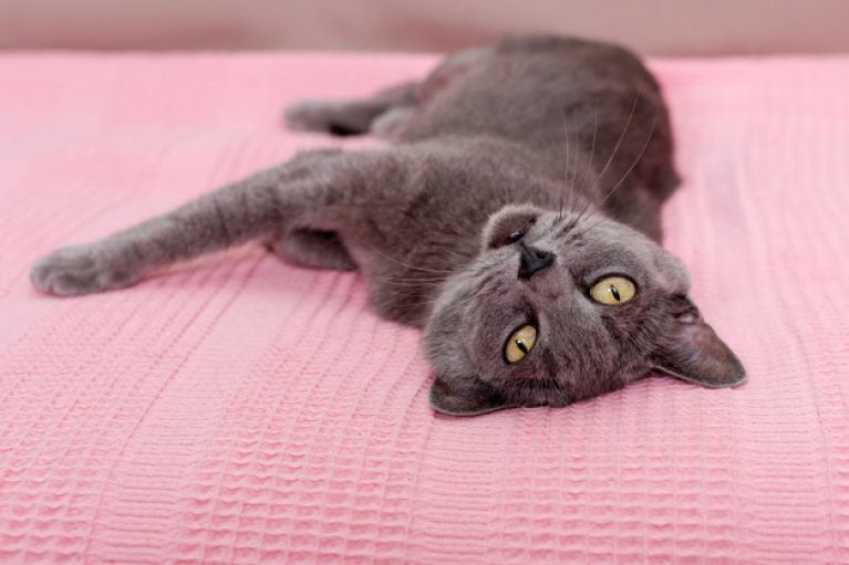 conclusion matelas aura - chat sur un lit rose