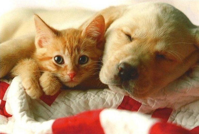 un petit chien et un chat sont ensemble sur un lit
