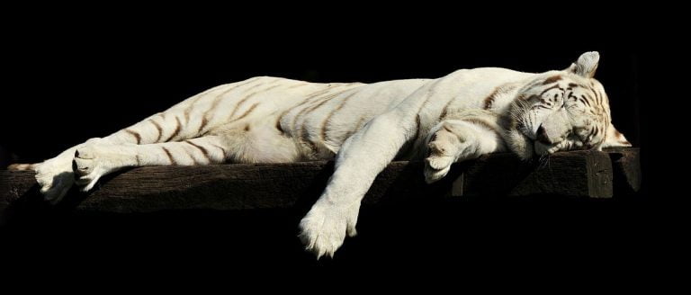 un bon matelas pour le dos possède un soutien compatible avec votre gabarit