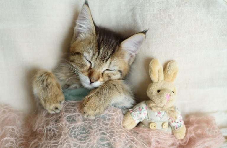 notre avis sur le futon naturel Kipli