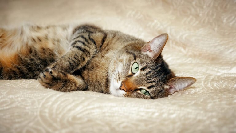 sommiers adaptés au matelas en latex